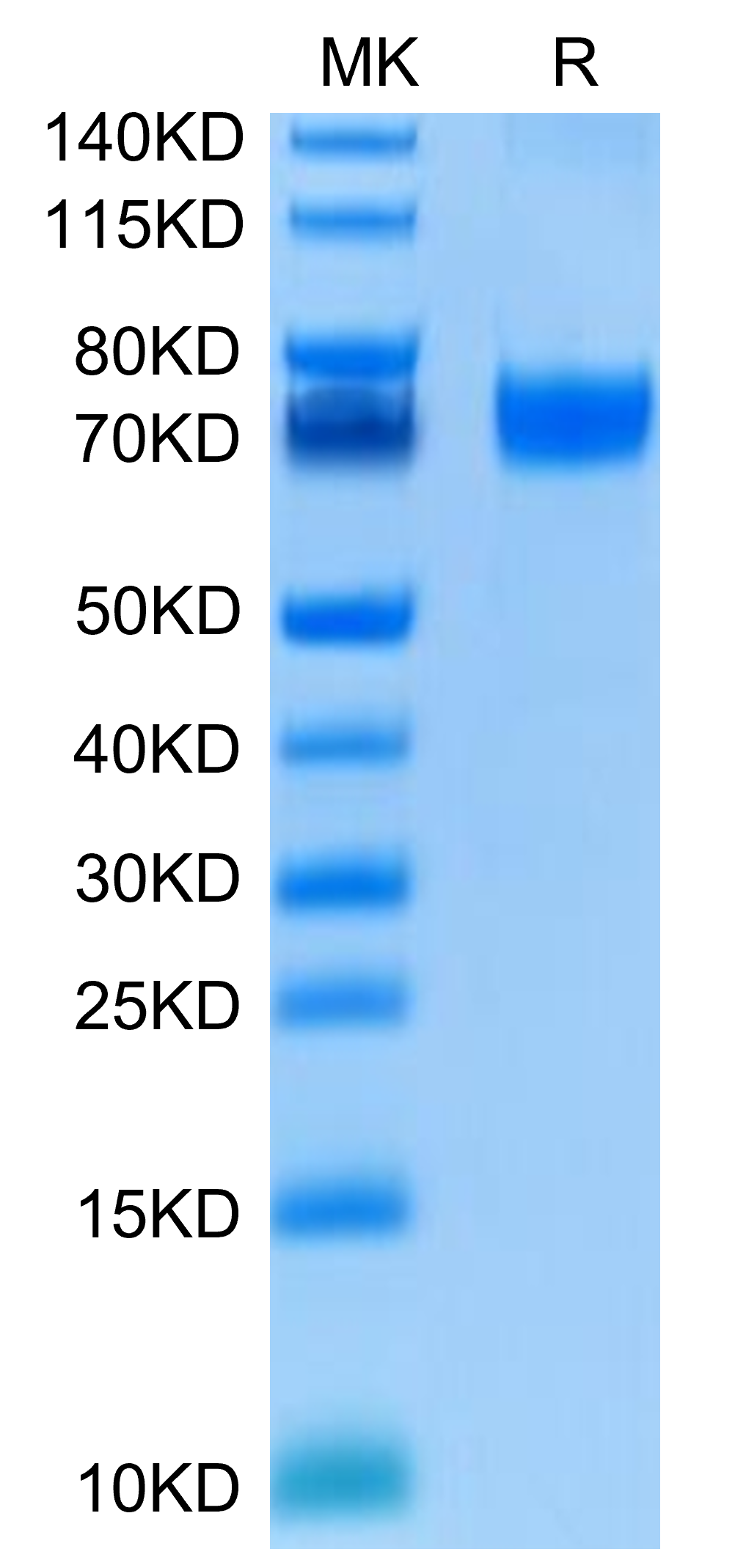 恺佧生物科技（上海）有限公司 - BH7-HM275