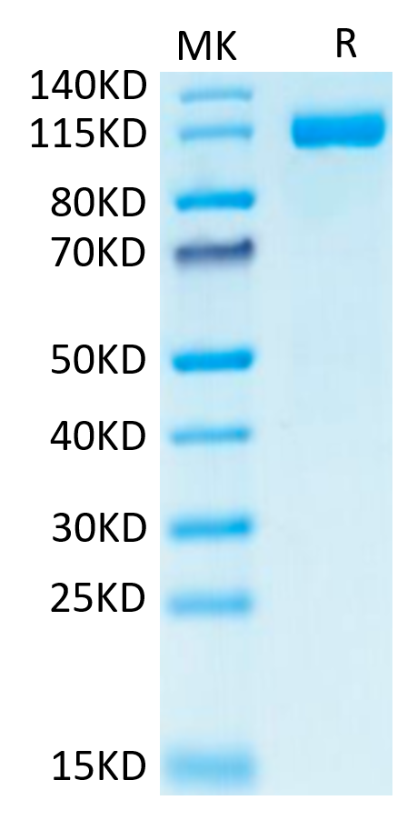 恺佧生物科技（上海）有限公司 - CD3-HM231