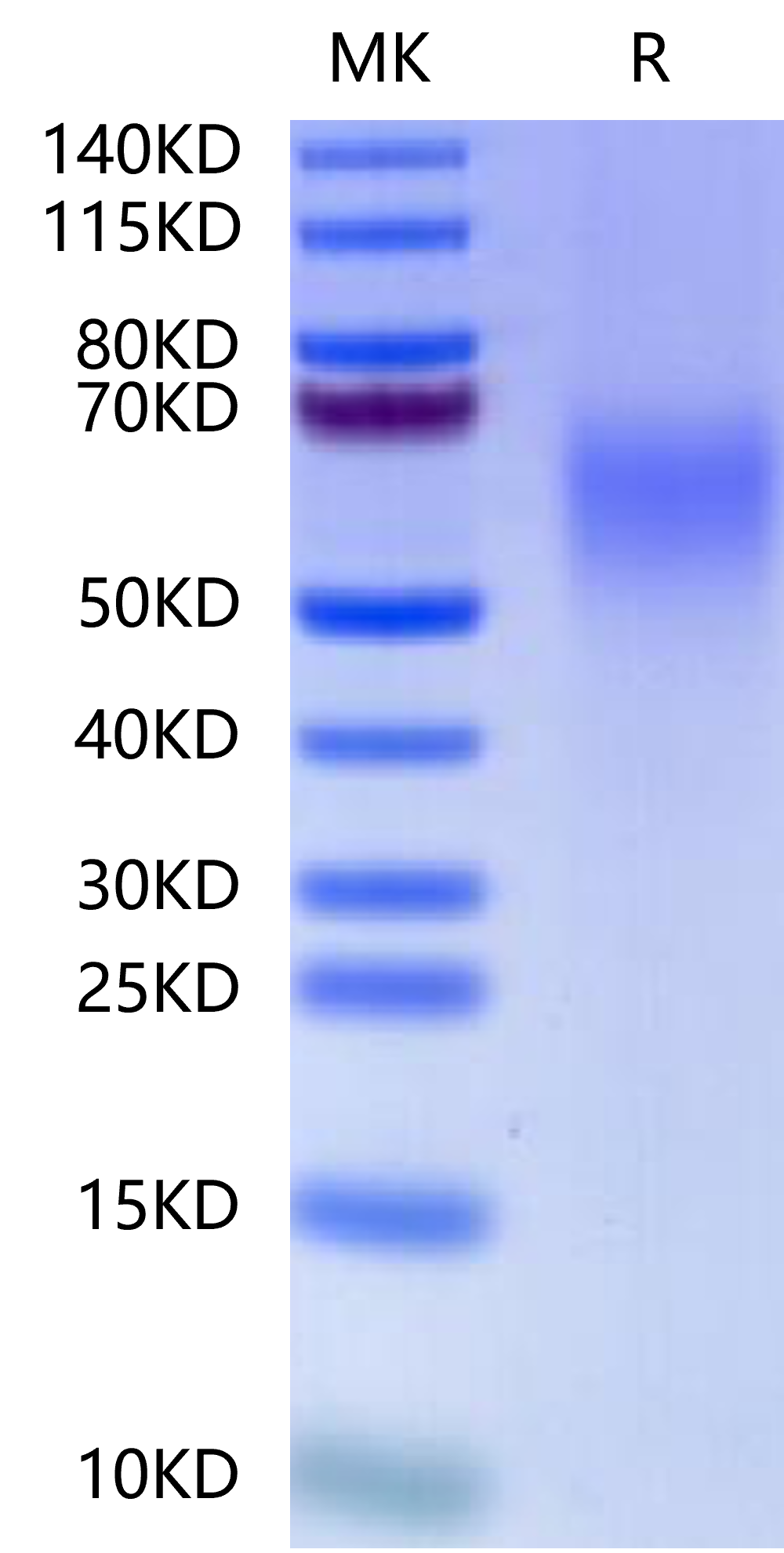 恺佧生物科技（上海）有限公司 - CDA-CM601