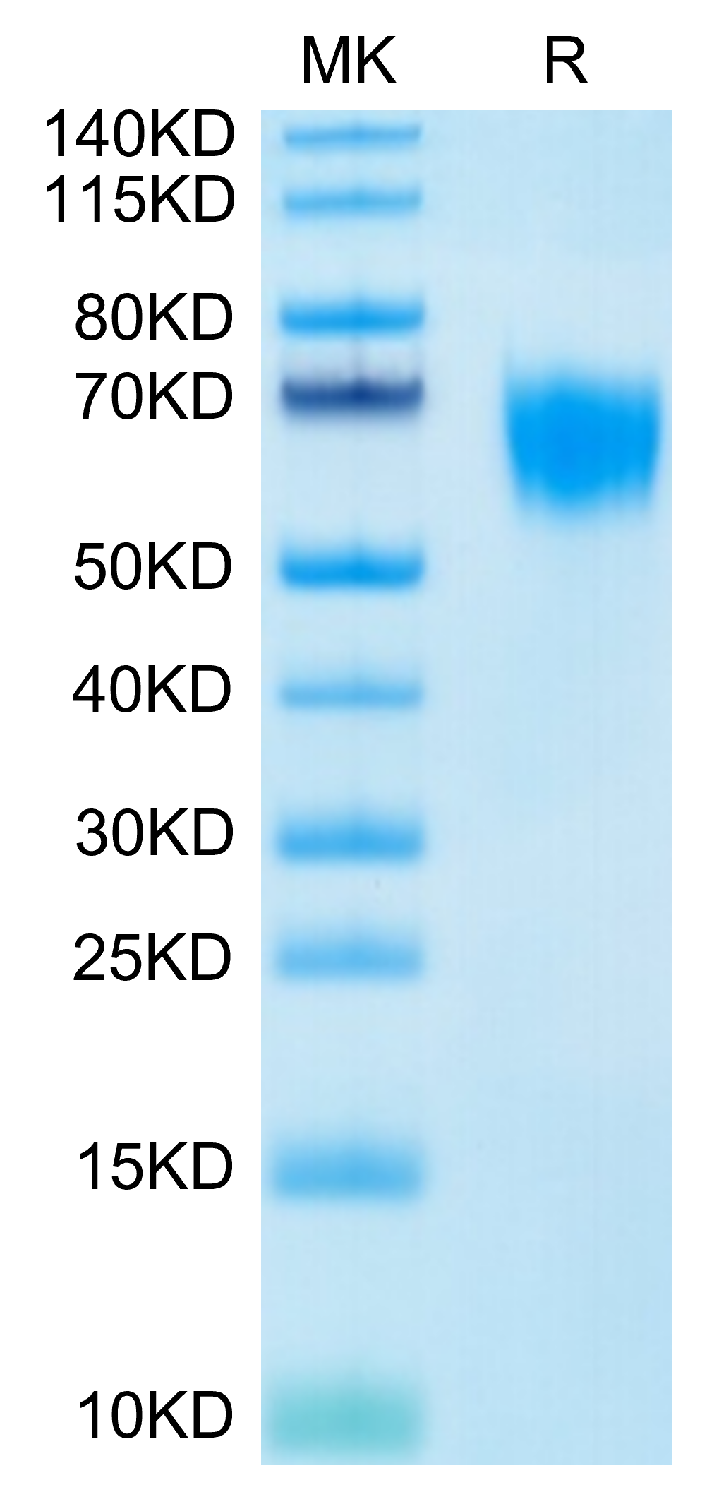 恺佧生物科技(上海)有限公司