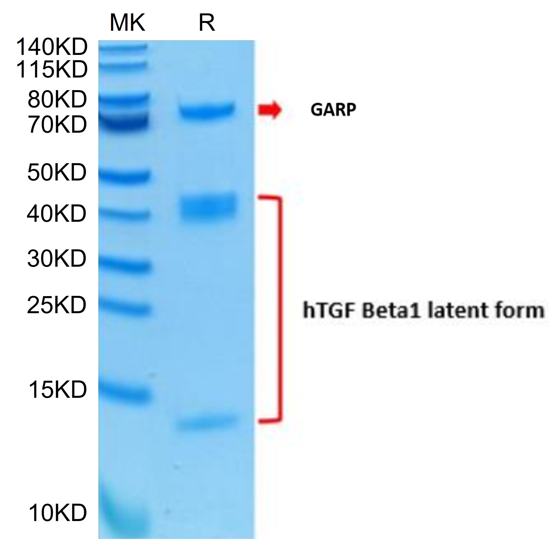 恺佧生物科技（上海）有限公司 - GAT-HM401