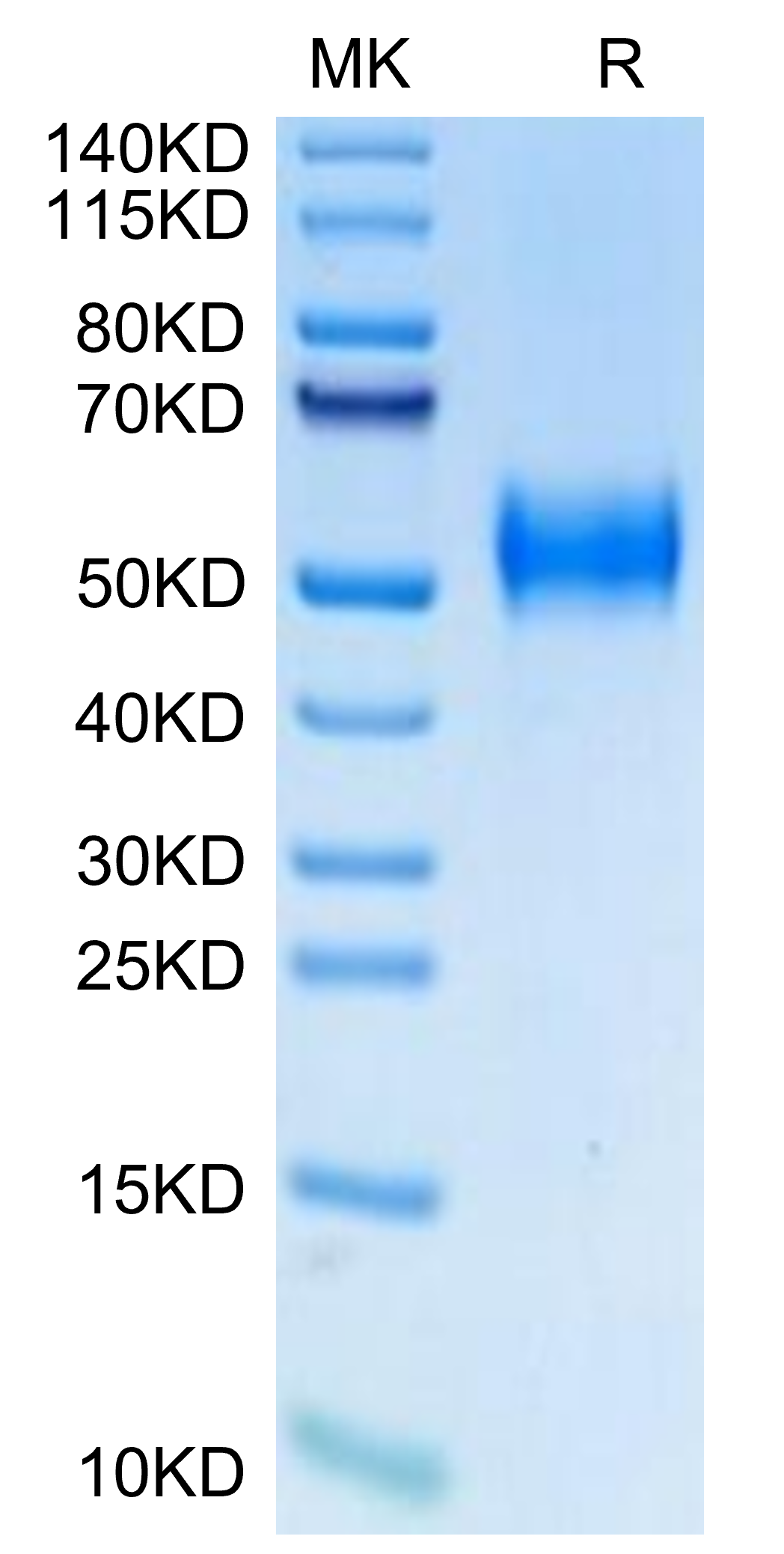 恺佧生物科技（上海）有限公司