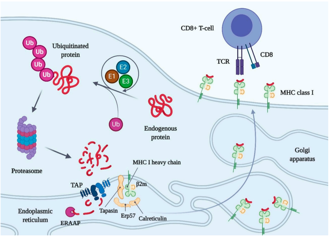 MHC Complex – KACTUS