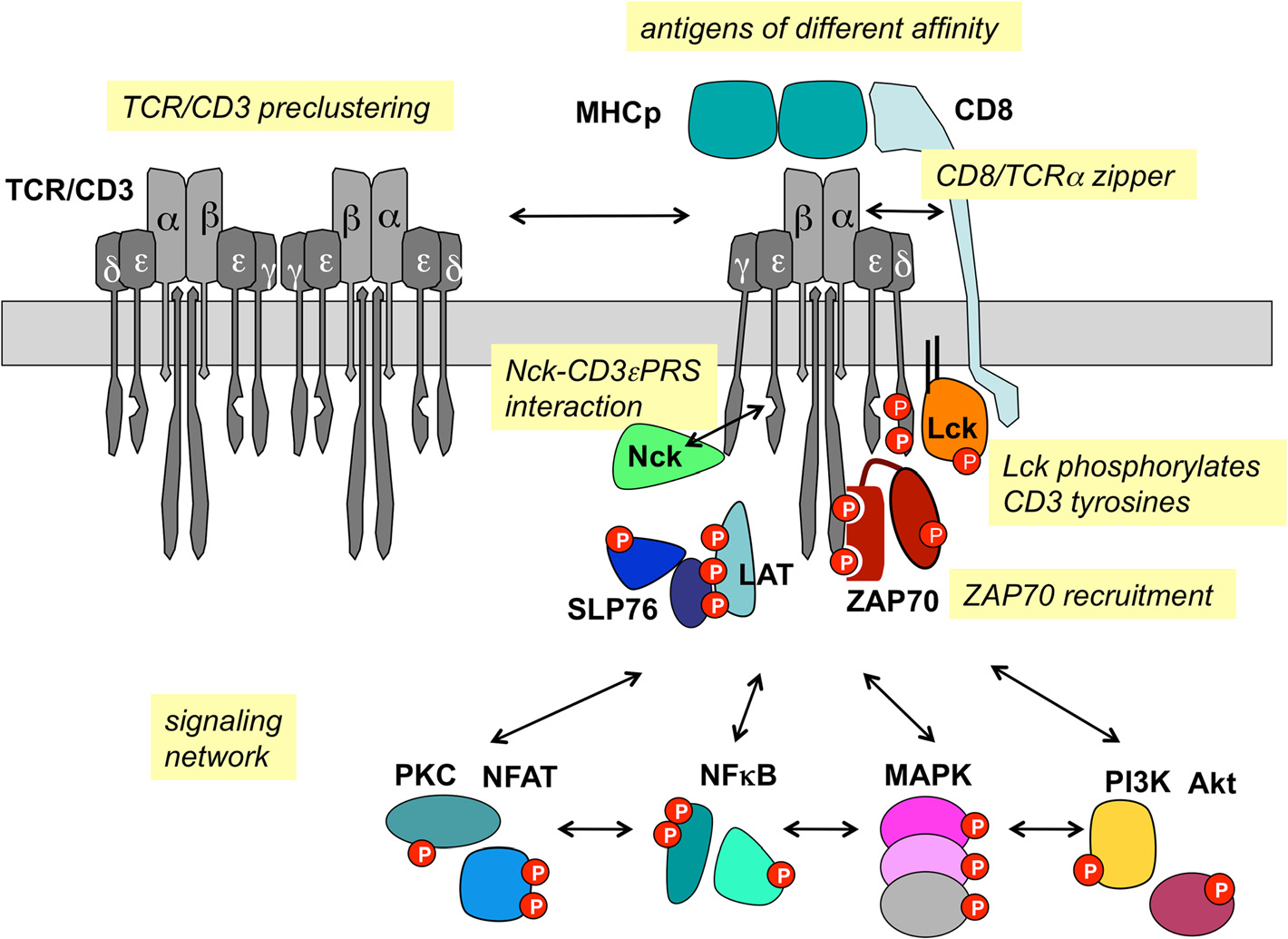 Рецепторы клеток биология. T Cell receptor cd3. Комплекса TCR-cd3. TCR cd3. TCR Рецептор т лимфоцитов.